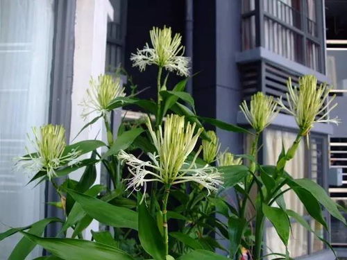 富貴竹開花嗎開什麼樣的花