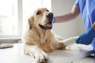狗狗一年一次大体检,一般包括这6种检查,宠物医生会检查这些 