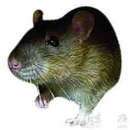 科学家预测225万年后巨鼠将成地球统治者 