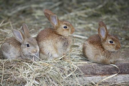 兔子可以吃的干草有哪些 