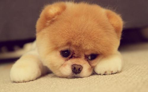 为什么狗狗经常流眼泪