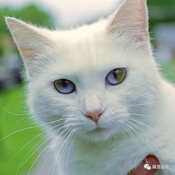 美丽的异色瞳白猫,眼睛太迷人了 