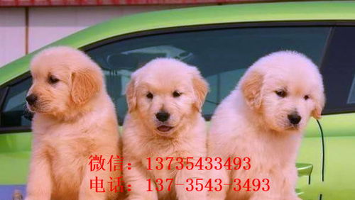 成都犬舍出售纯种金毛幼犬活体大型犬领养宠物狗狗