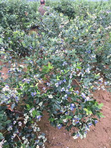 蓝莓树能长多大,蓝莓树能长多大