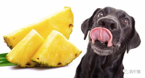 狗能不能吃菠萝