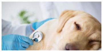 为什么狗狗会患肠胃炎,又有什么症状 了解原因才能决定治疗措施