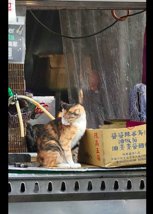 猫站在小摊车上,看起来像老板一样,猫 咱不收钱,只收小鱼干 网友 营业 猫咪 