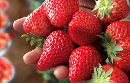 草莓会不会打很多农药
