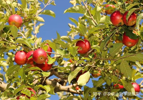 苹果黄叶死苗烂根用什么药防治,根腐枯萎病如何处理,枯萎黄萎用什么灌根好 