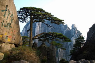 豪华型黄山二日游 住山上天天发团 