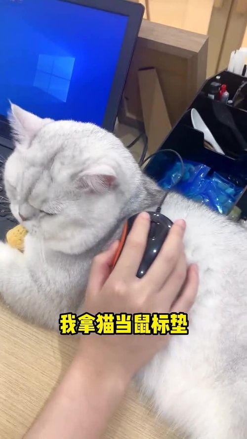 养猫千日,到了发挥作用的时候了 