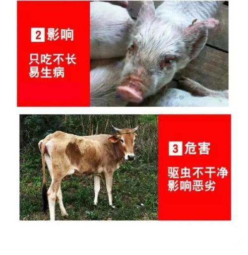 夏季仔猪腹泻与防治措施,做了就有效