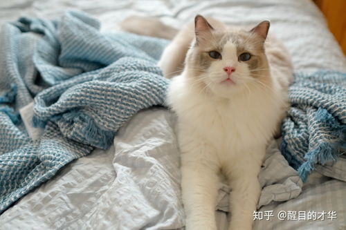 上海有哪些正规的布偶猫舍 