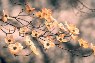 芙蓉枝，一段古典诗词中的美丽传说，芙蓉枝的意思是什么