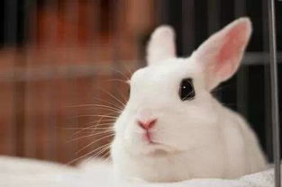 波兰兔价格 一般在100 500元以当地的为准