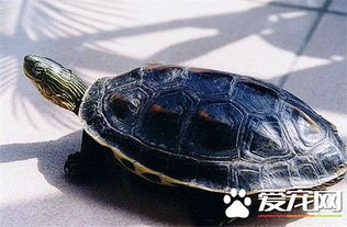 珍珠龟能养多大 一般乌龟吃什么长得快