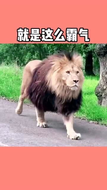 狮子出门散步,它走路霸气十足 
