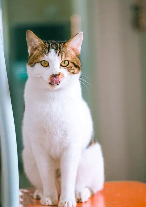 猫咪为什么喜欢舔鼻子