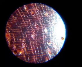我的最爱 显微镜下的小叶紫檀更吸引人 