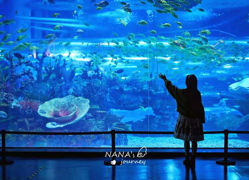 上海不止有水族馆,这个新开的海洋公园,更是女生的浪漫之地