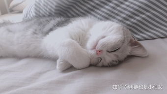 你在养猫时最受不了的地方是什么 