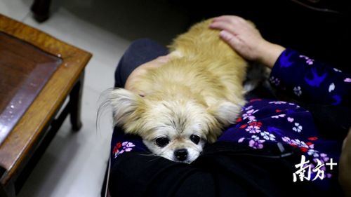 史上最严 也不怕,广州这群人养的狗人见人爱,怎么做到的