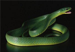 梦见黄颜色的蛇是什么意思梦到黄颜色的蛇好不好(梦见黄色的蛇好吗)