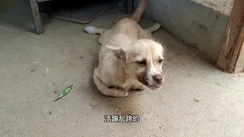 朋友家失踪一天的小狗,找到它时却变成这个样子,看着心疼 