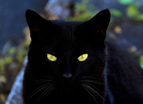 猫咪的眼睛夜里为啥会发光 它们真的能看到人看不到的东西吗