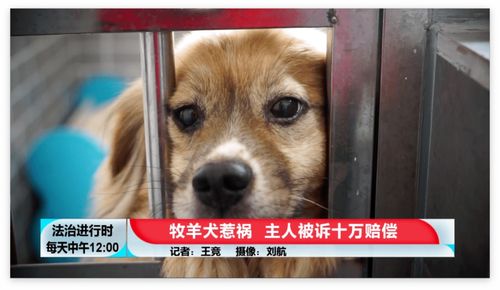 北京一女子遭德国牧羊犬咬伤,宠物狗也被咬死