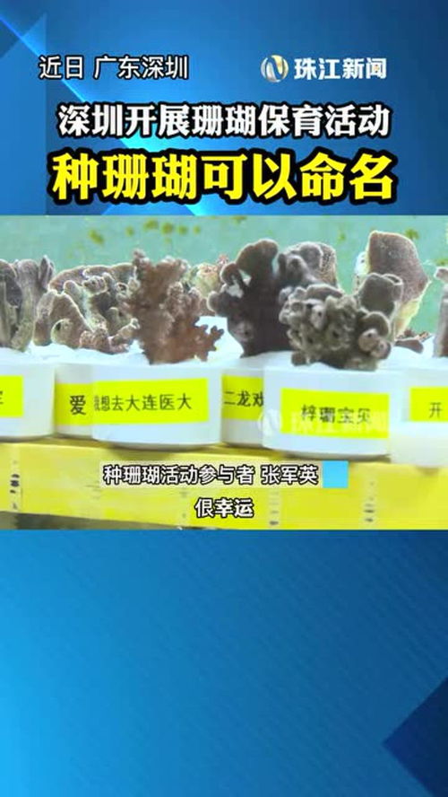 种珊瑚还可以命名 近日广东深圳开展珊瑚保育活动 