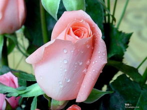 为啥男生第一次会送粉色玫瑰 第一次见面就送你花的人