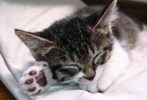 猫咪不同的睡姿代表了对你不同的感情,看看你家的是什么样的