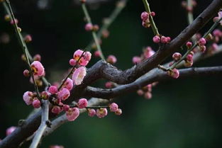 院子里种这些植物,让家里的风水好上加好 