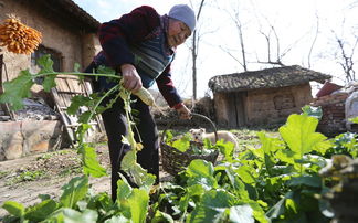 9旬老人为不给子女添麻烦 独居以狗为伴