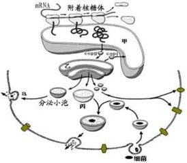 在 观察DNA和RNA在细胞中分布 的实验中.下列说法正确的是A.染色时先用甲基绿染液.再用吡罗红染液B.用质量分数为8 的盐酸目的之一是使DNA与蛋白质分离.使DNA水解C 