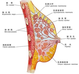 跑步时乳房会“8”字运动(经常跑步乳房会怎样)