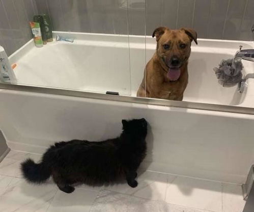狗狗怕打雷躲进浴缸,主人安慰也没用,这时猫咪走了进来