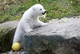 14周大北极熊镜头感十足 对着镜头闭单只眼 