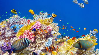 海底珊瑚鱼群唯美图片