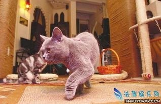 猫咪一个人在家会孤独吗 猫咪特别粘人是什么原因