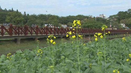 2018油菜花即将在桥头亮相抢先看 即将刷爆桥头街坊朋友圈 