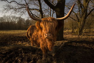 牛,苏格兰,动物,自然,高原,毛,牛角,牲畜 