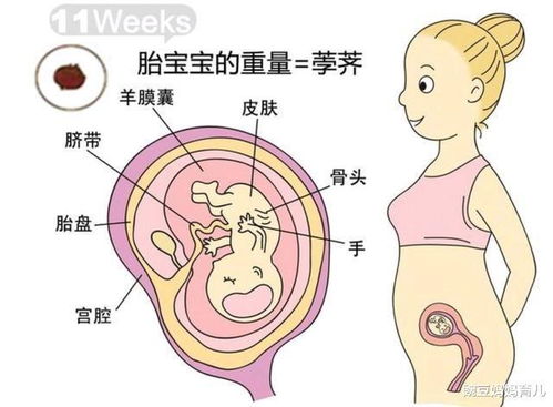 怀孕五个月胎动，胎动是什么感觉