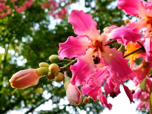 青未了 芹菜 携一缕花香,芬芳如春暖冬