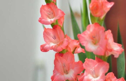 剑兰它也是一种母爱的花,是代表了崇敬的花,很是美丽