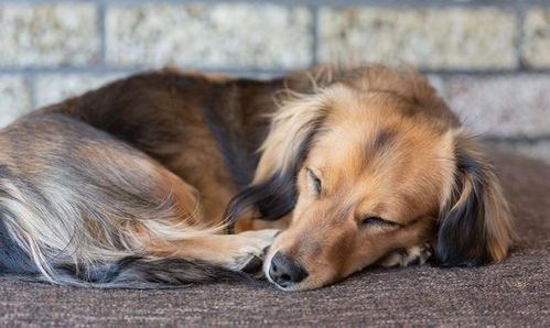 狗狗睡觉打呼噜 主人是否应该担心 导致狗狗打呼噜的原因有哪些