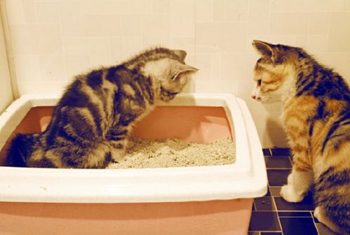 为何你在清理 猫砂盆 时,猫咪总会盯着你 4个原因了解一下 