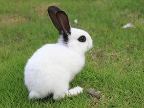 兔子一只眼睛结膜炎,兔子结膜炎会自愈吗