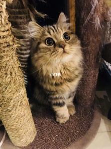 安利大家养的人不多但是超级可爱甜美的小猫咪 苏格兰高地立耳猫